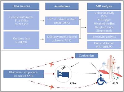 Causal association between obstructive sleep apnea and amyotrophic lateral sclerosis: a Mendelian randomization study